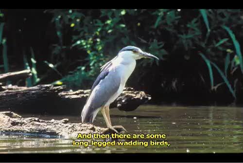 video thumbnail: Lighthouse Rehabilitation at Monomoy National Wildlife Refuge