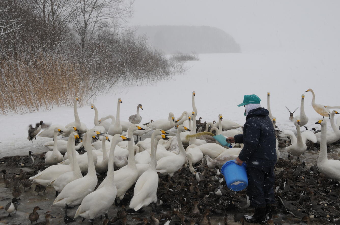 Image: Northern Pintail Ducks and Whooper Swans