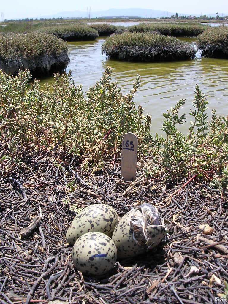 Image: Nest in a Salt Marsh, San Francisco Bay