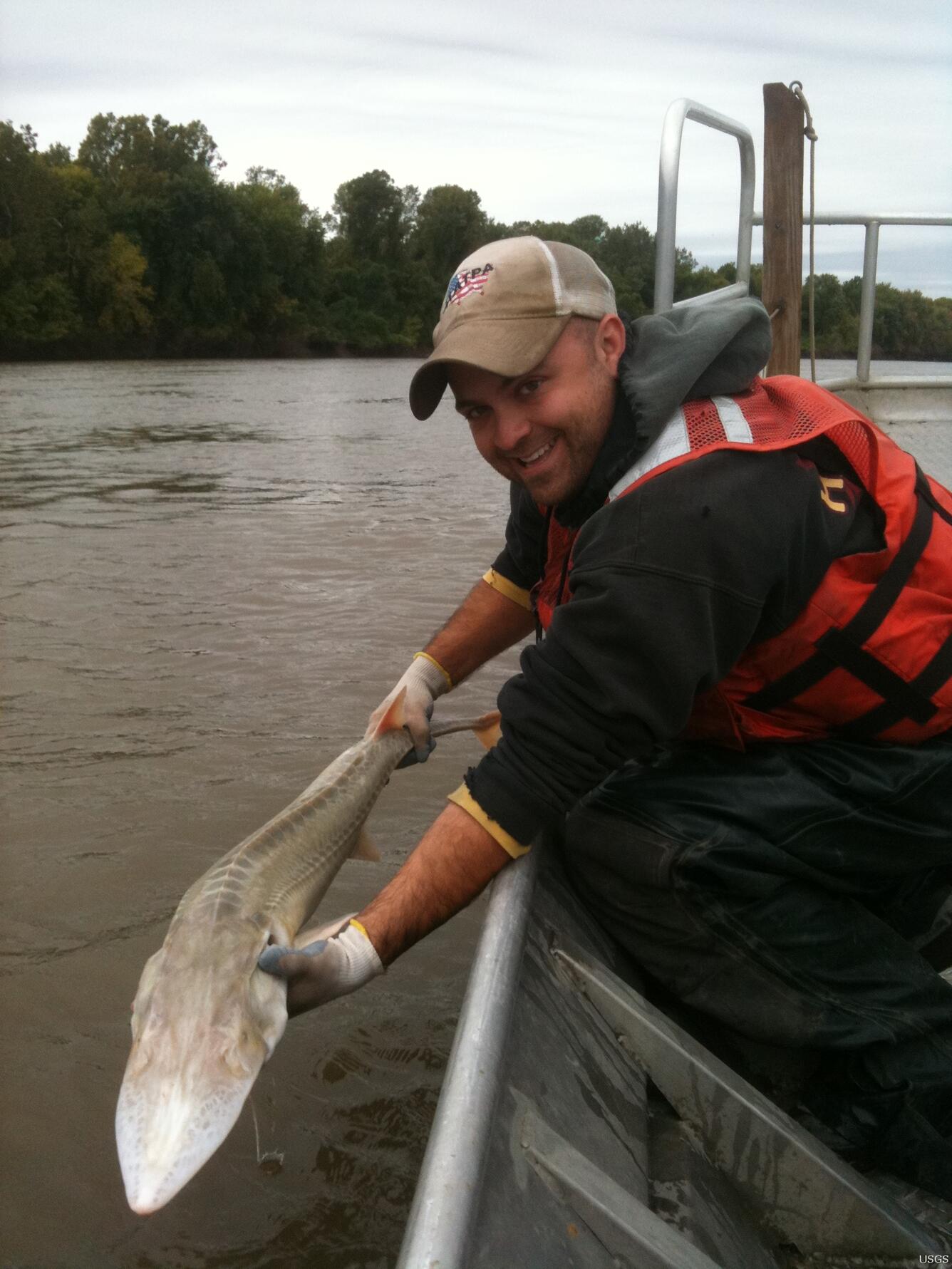 Image: Releasing a Pallid Sturgeon