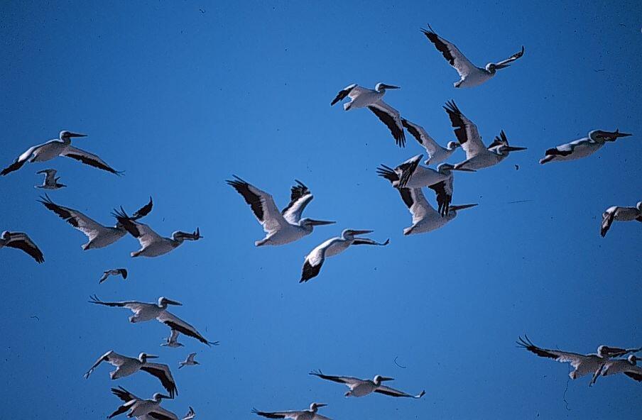 Image: American White Pelican (Pelecanus erythrorhynchos)