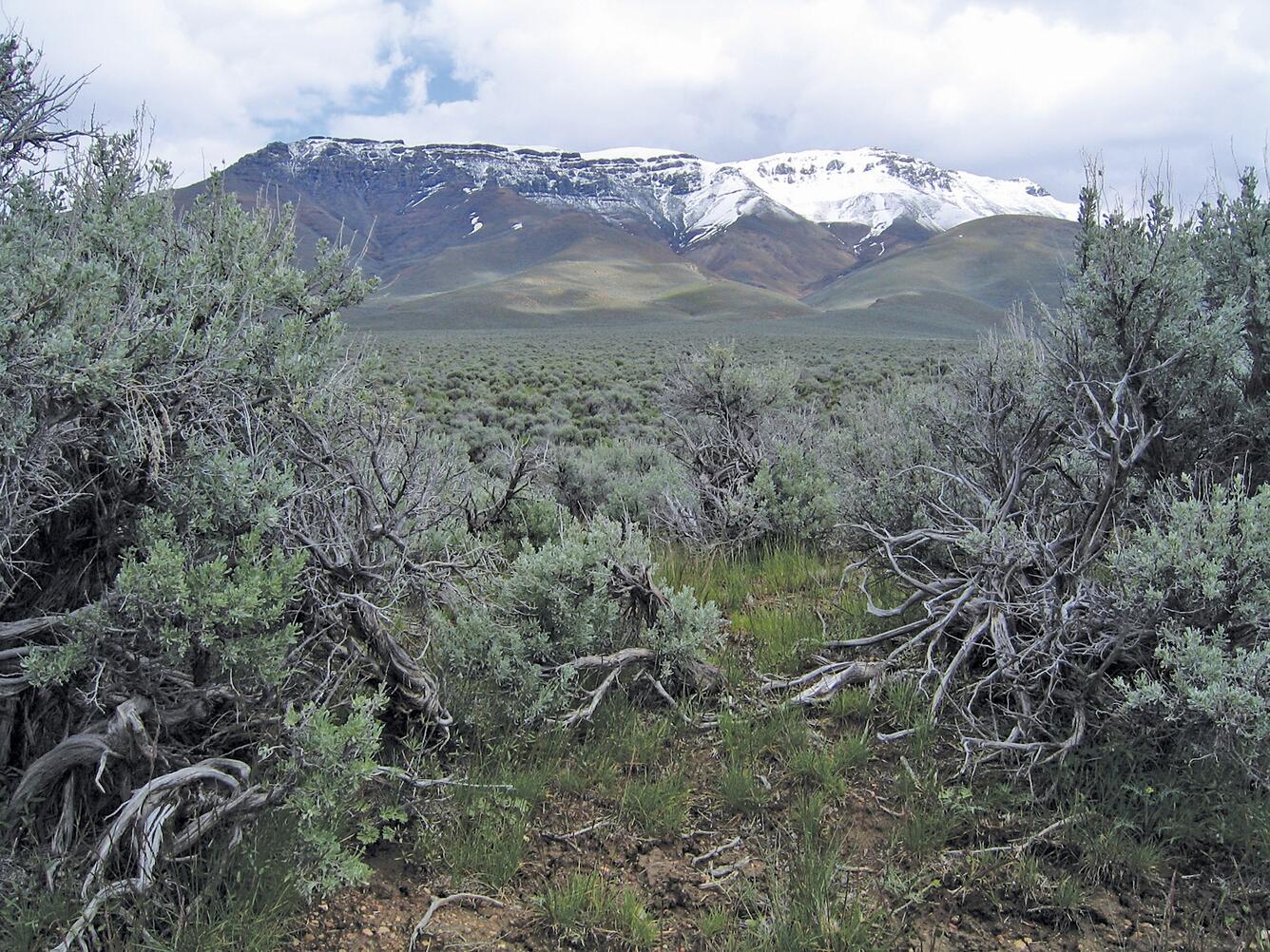 Wyoming Big Sagebrush Community Near Winnemucca, Nevada