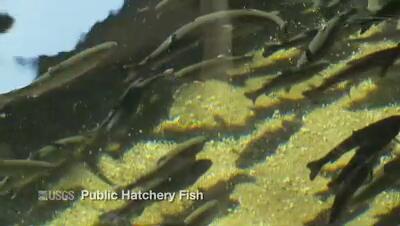 video thumbnail: USGS Salmon Disease Research