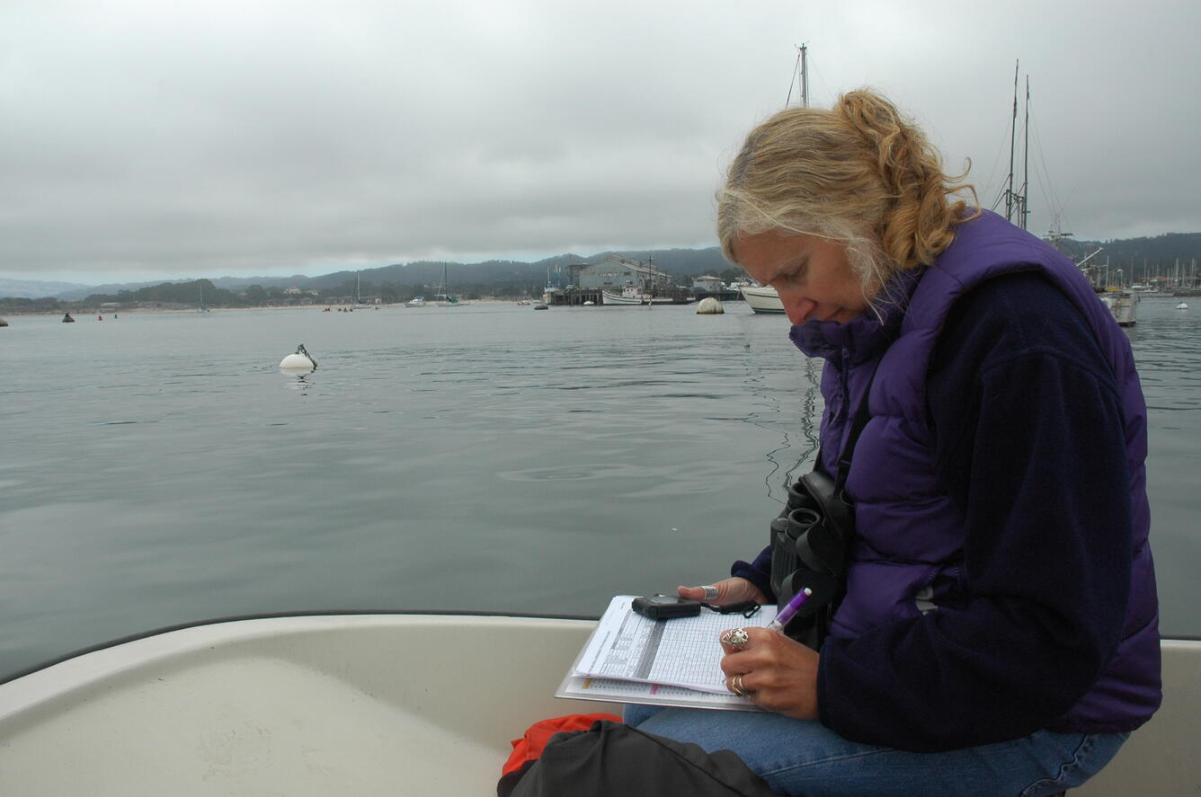 Image: Studying Sea Otters