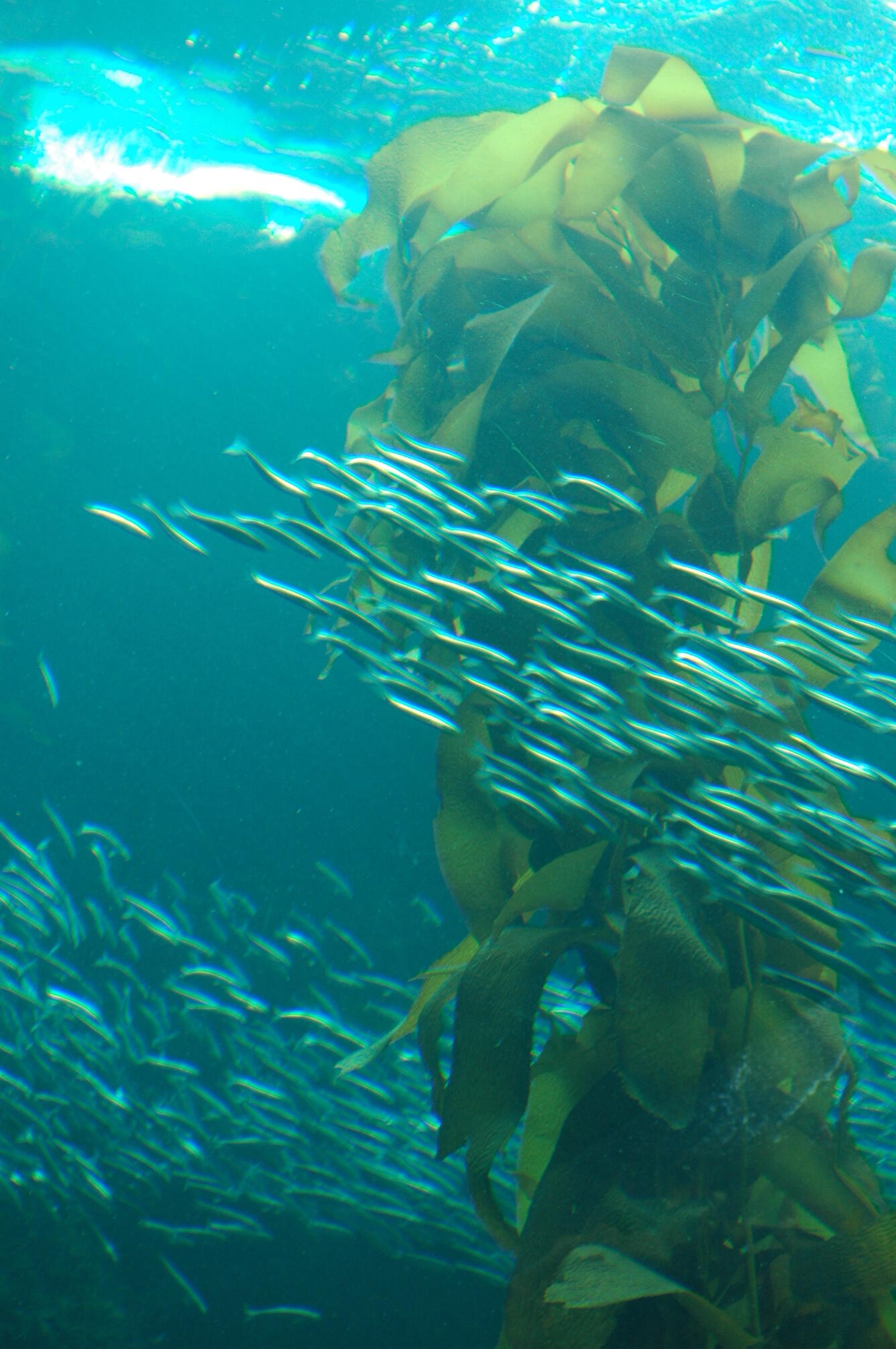 Image: Kelp Forest