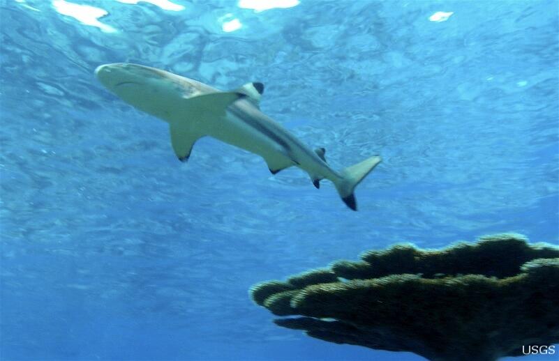 Image: A Blacktip Reef Shark in the Coral Reef at Palmyra National Wildlife Refuge