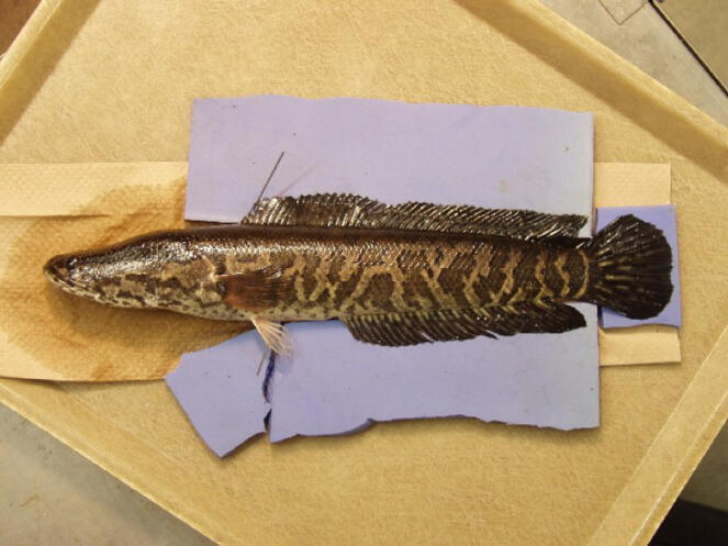 Image: Snakehead Fish