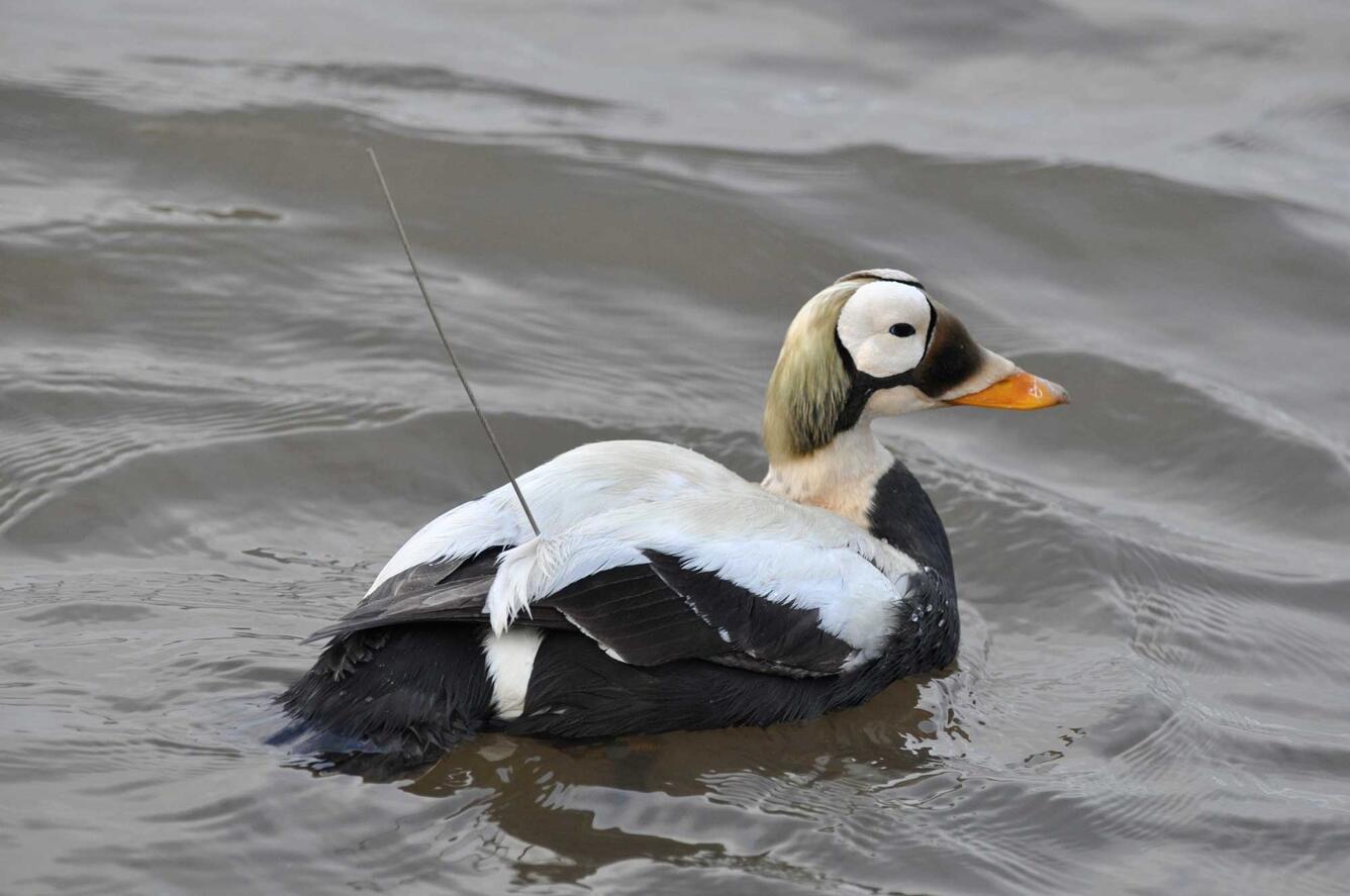 Image: Spectacled Eider