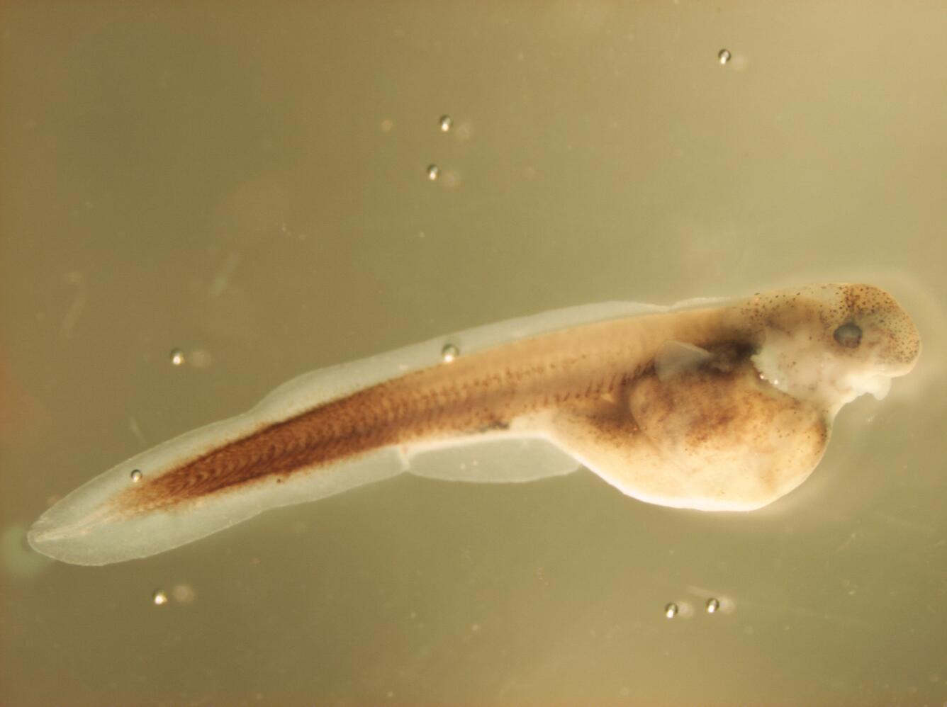 Image: Hatched Embryo (Larvae) of Pallid Sturgeon