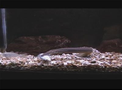 video thumbnail: Asian Swamp Eels: Predation on Juvenile Largemouth Bass
