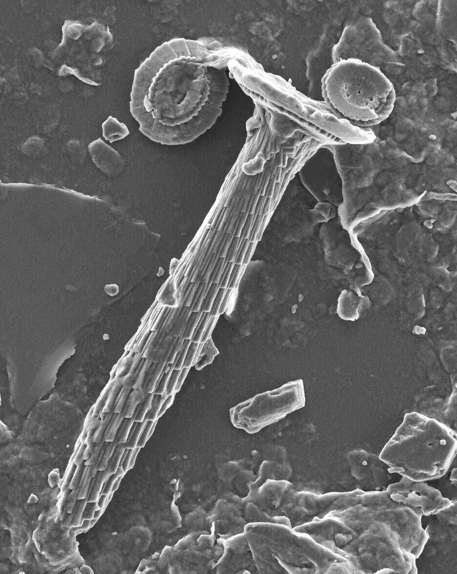 Photo of a calcareous nannofossil- Blackites creber