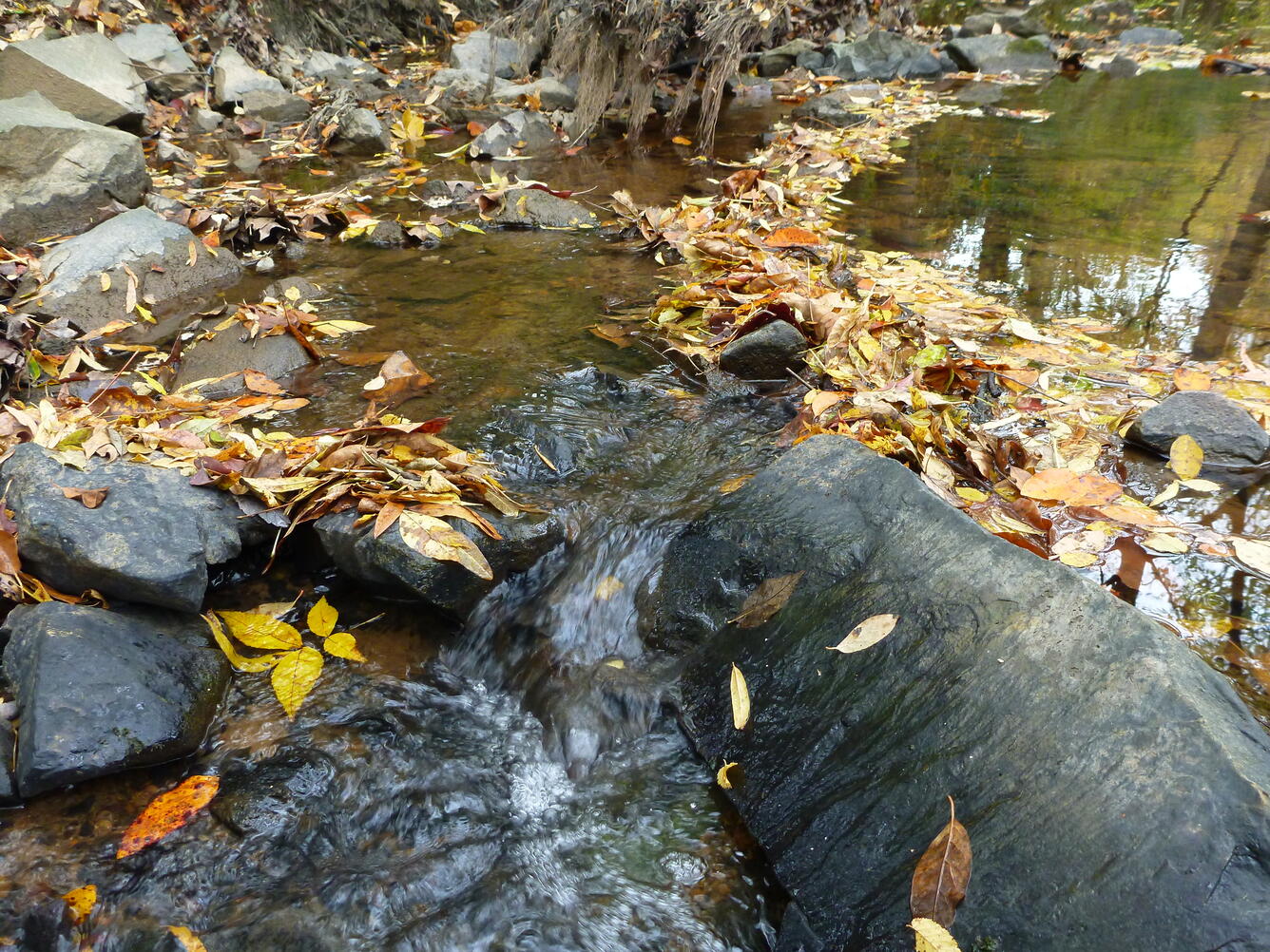 Campbell Creek near Charlotte, NC