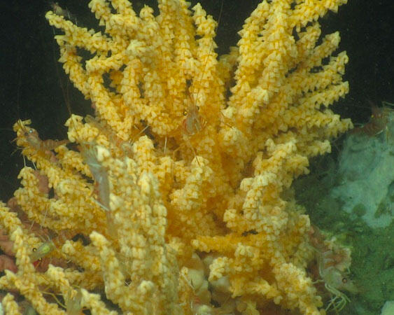 Shrimp perched on a colony of Primnoa resedaeformis