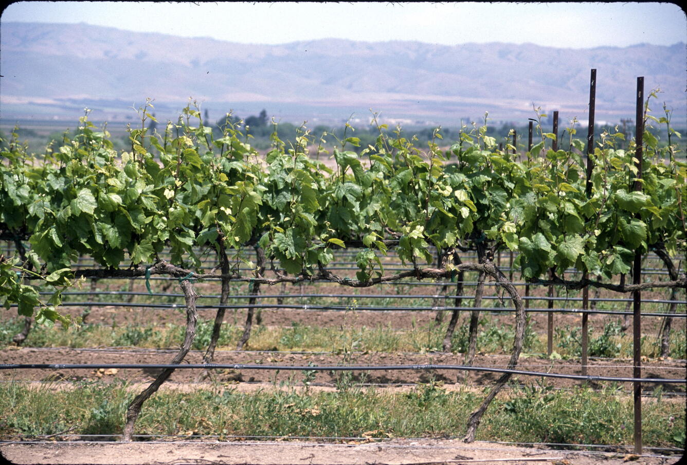 California vineyard