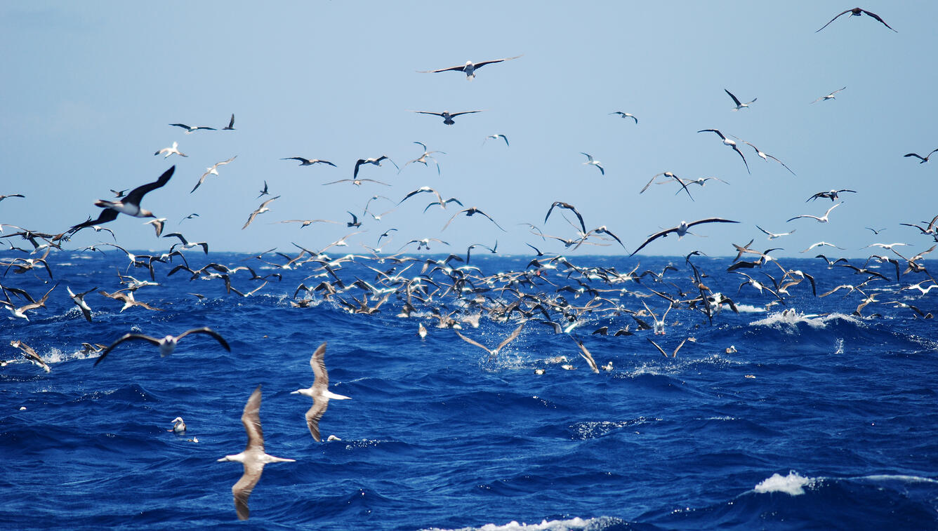 Dense group of seabirds fly near the ocean surface, some diving towards the water, splashing as they break the surface