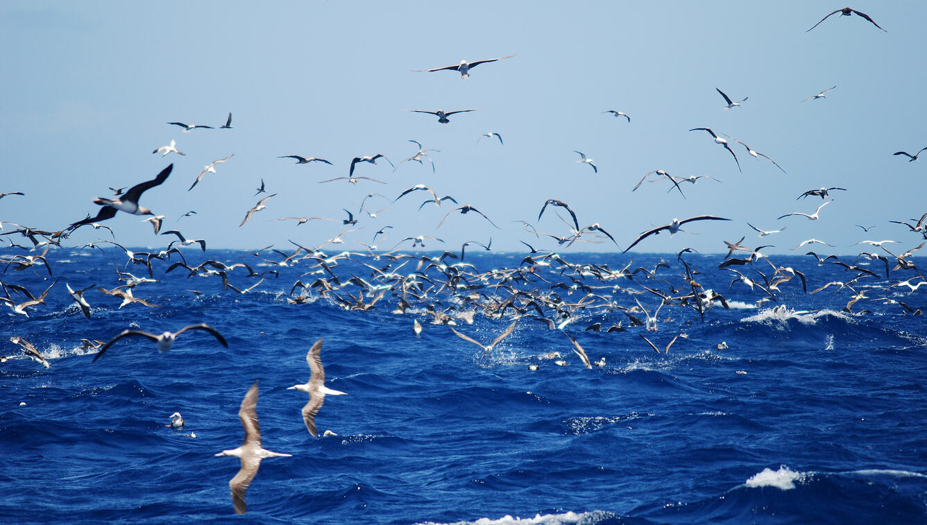 Dense group of seabirds fly near the ocean surface, some diving towards the water, splashing as they break the surface