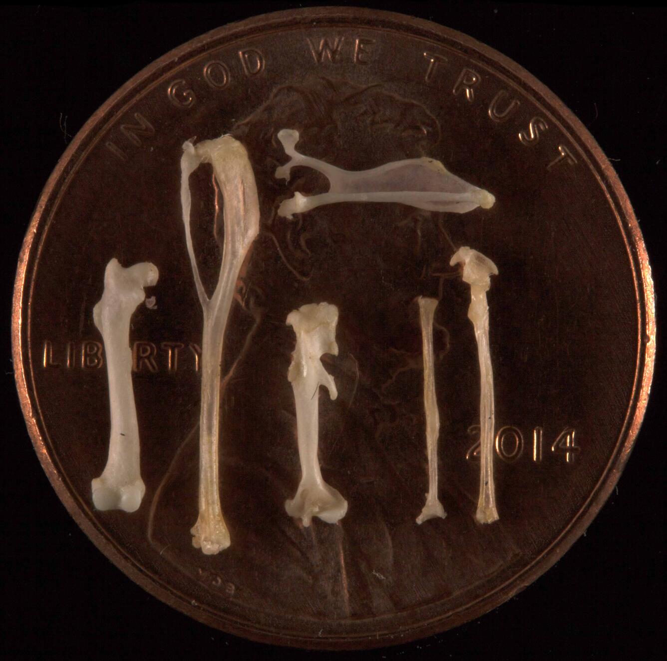Shrew bones on top of a penny