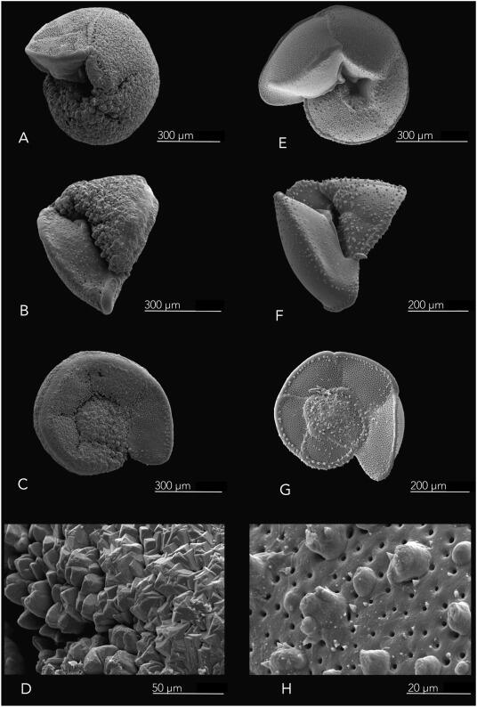 SEM) images of encrusted Globorotalia truncatulinoides (A–D) and the non-encrusted form (E–H). 