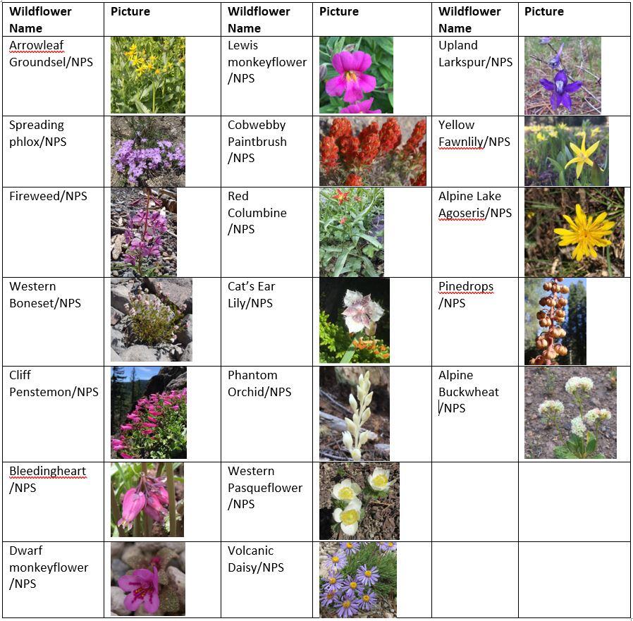 Wildflowers of Crater Lake