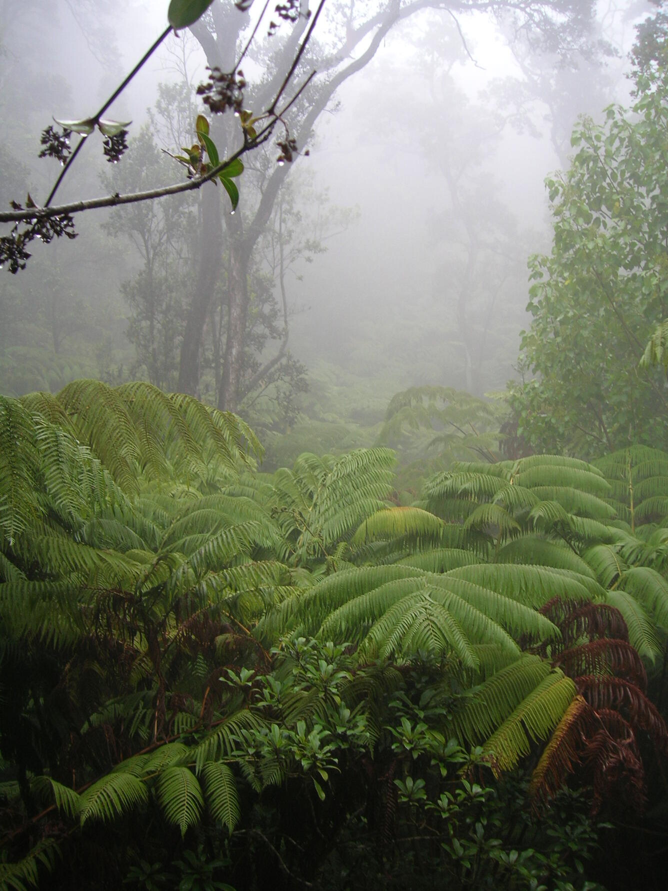 Ferns outside of Thurston Lava Tube, Hawaii Volcano National Park