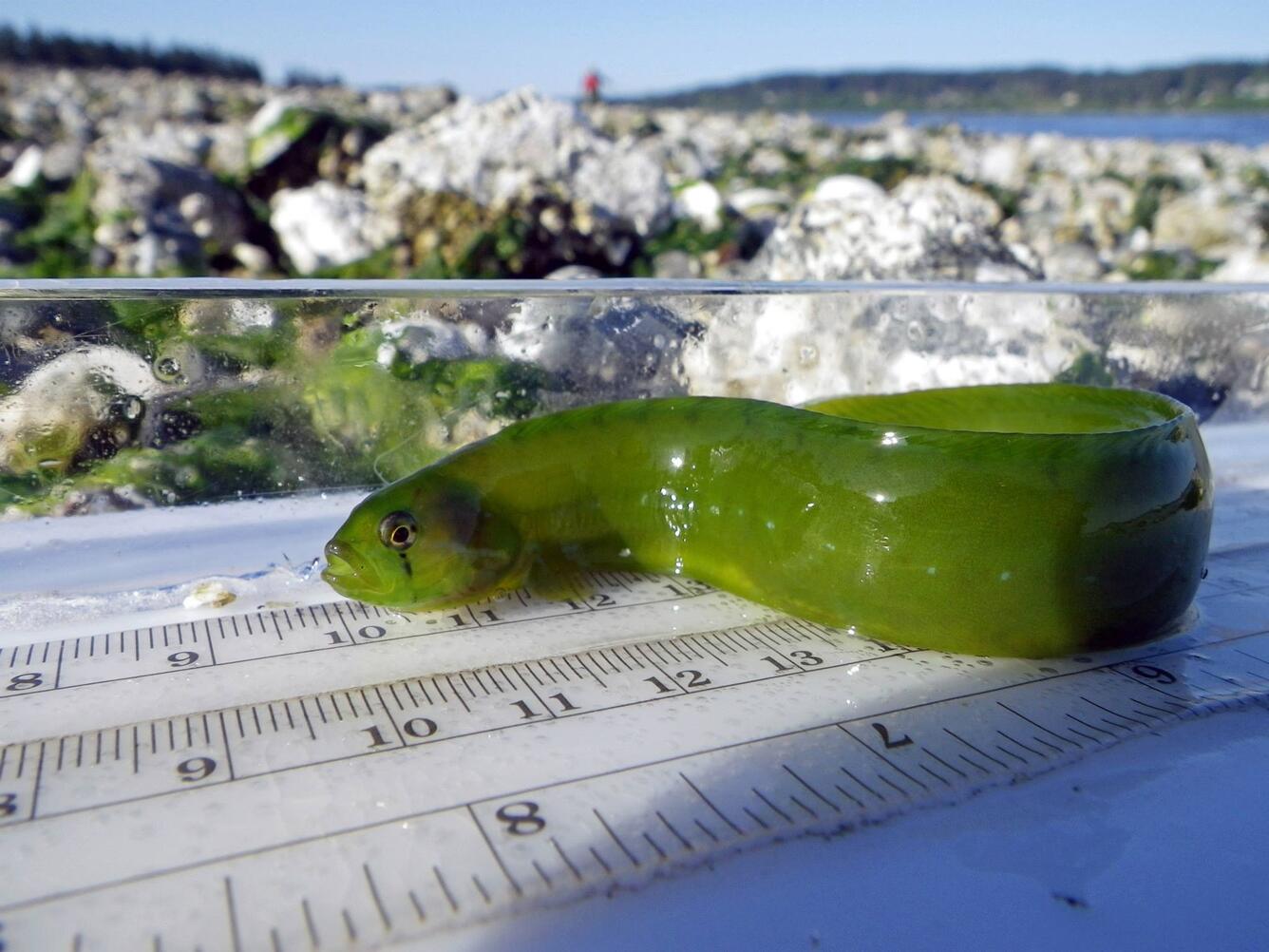Penpoint Gunnel, Puget Sound