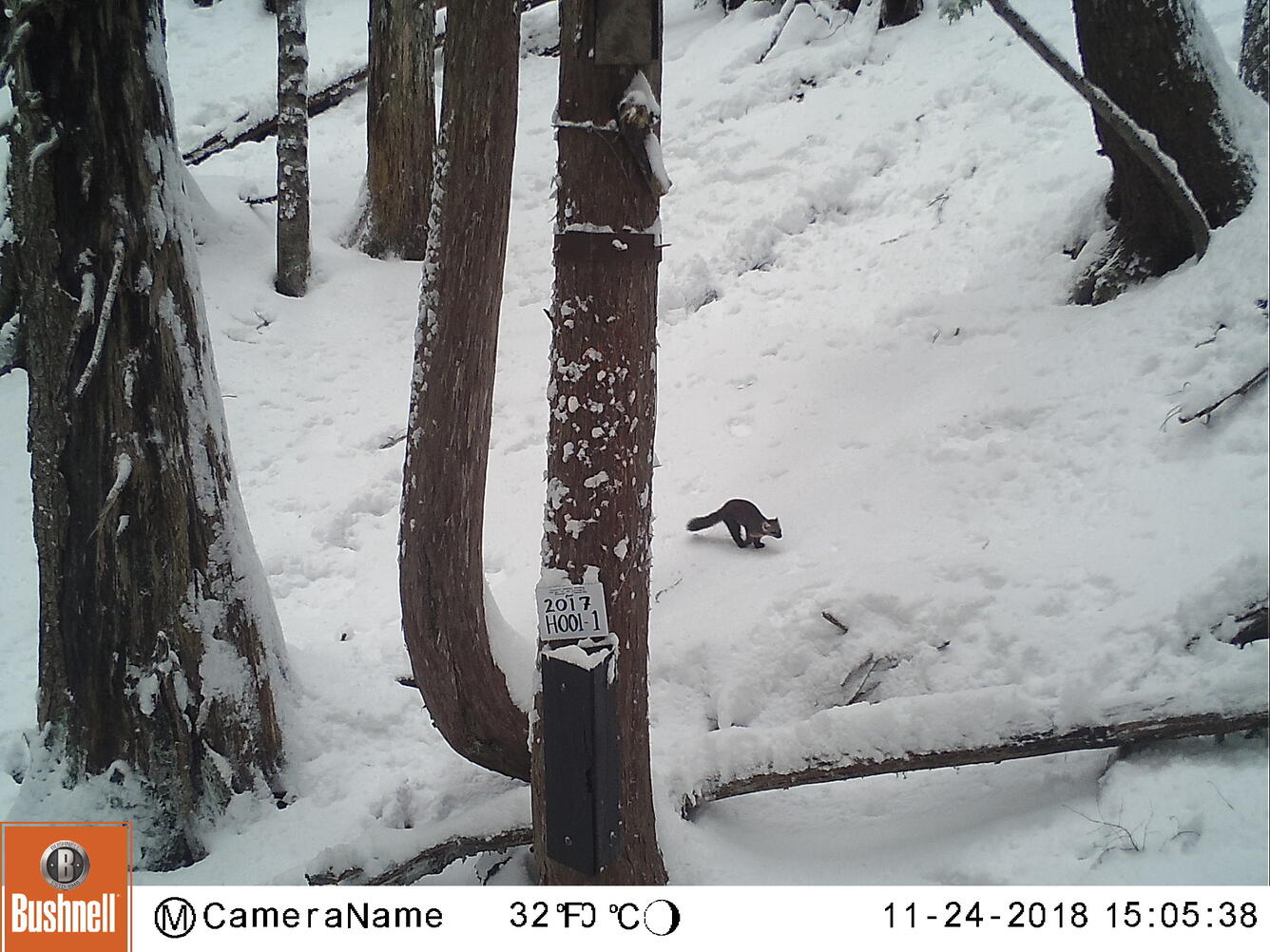 Pacific Marten image captured by a motion sensor camera