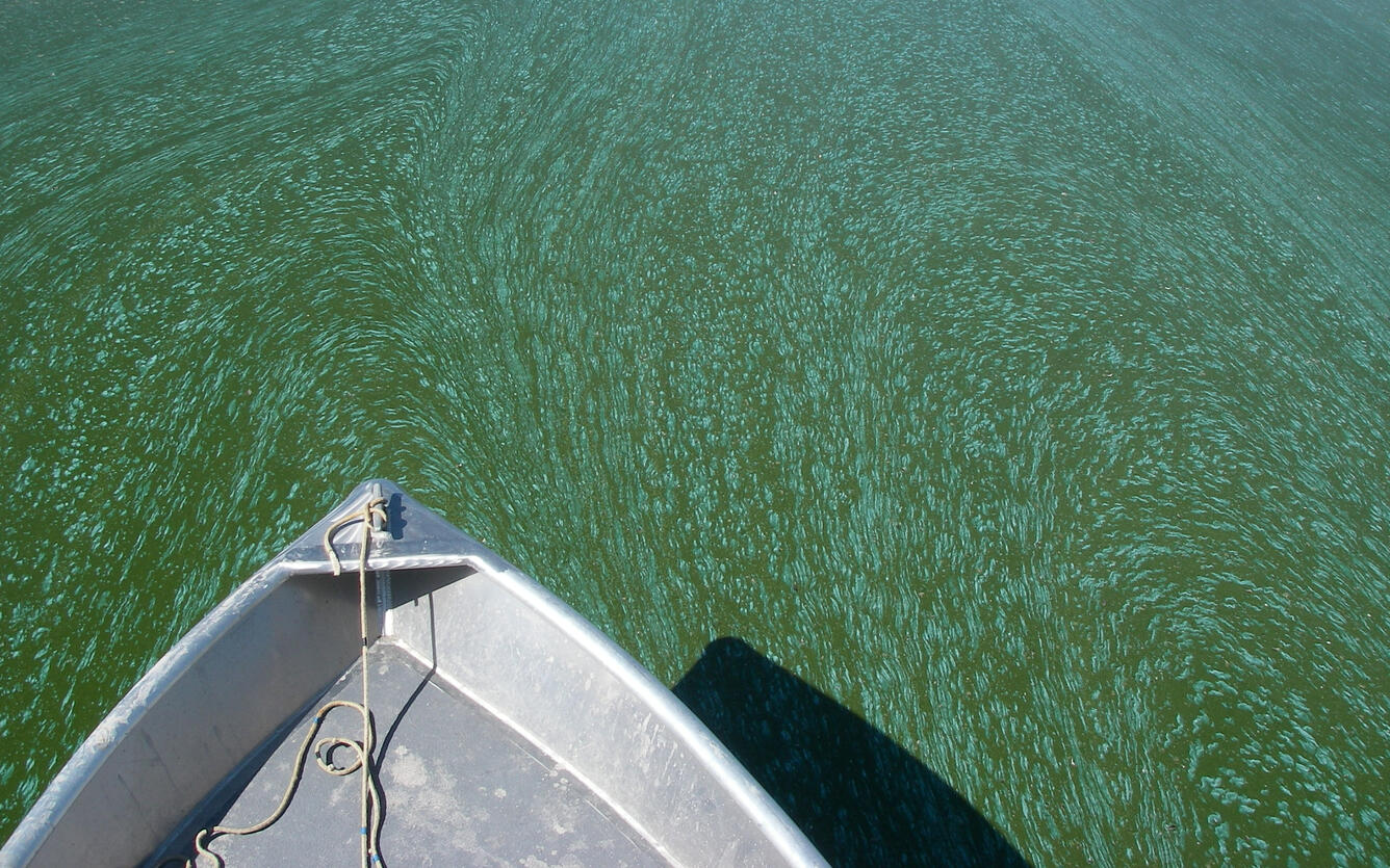 Algal Bloom on Upper Klamath Lake