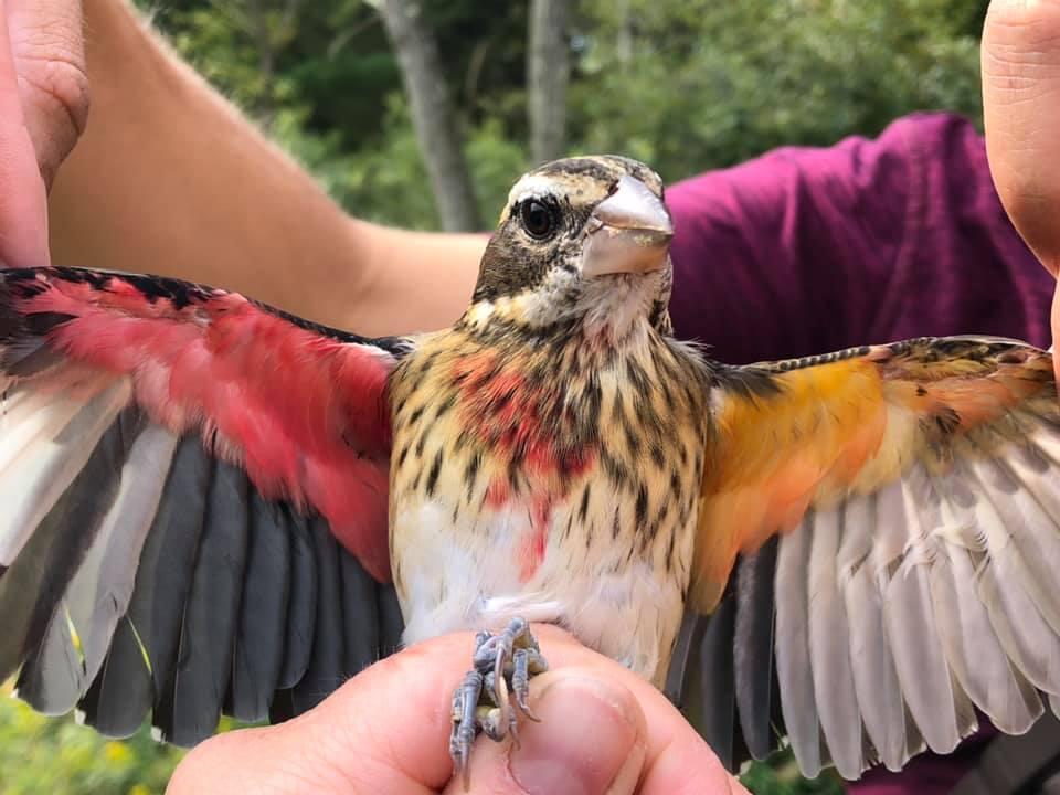 Grosbeak wings extended to show the difference between the male vs female side