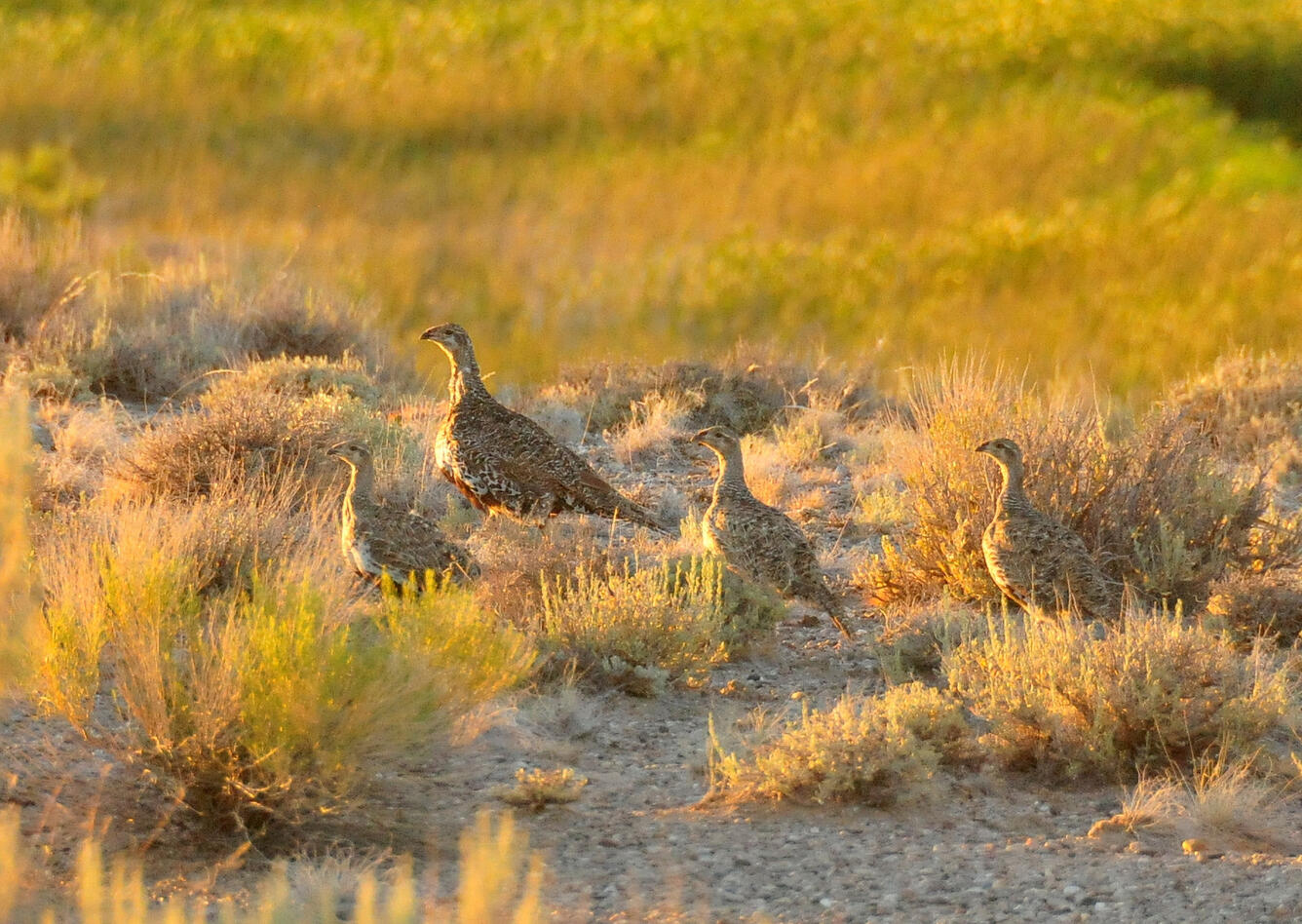 Greater Sage Grouse Hen and her Brood on Seedskadee NWR