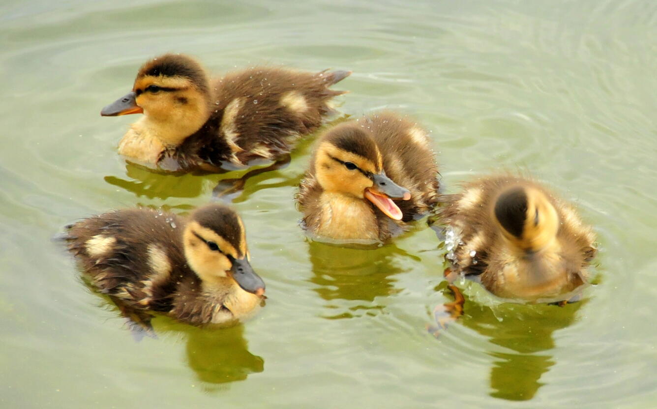 Mallard ducklings at Seedskadee National Wildlife Refuge
