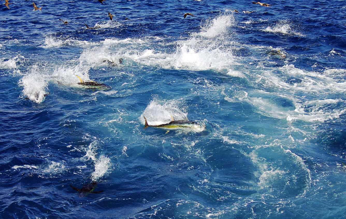 Yellowfin tuna swimming at the sea surface near, splashing as they break the surface