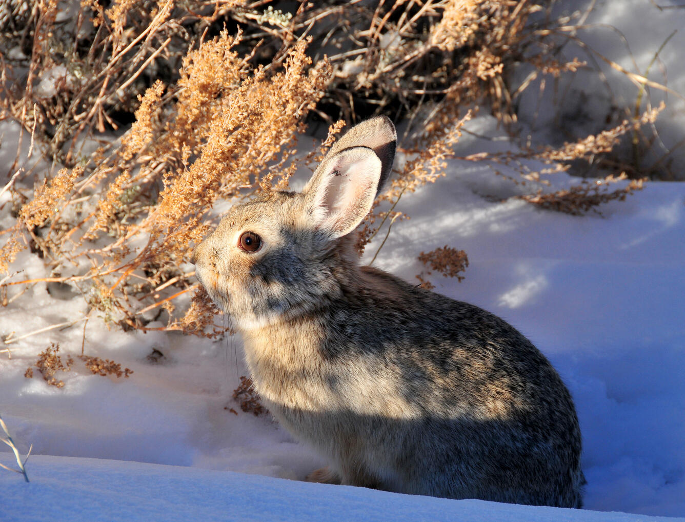 Pygmy rabbit