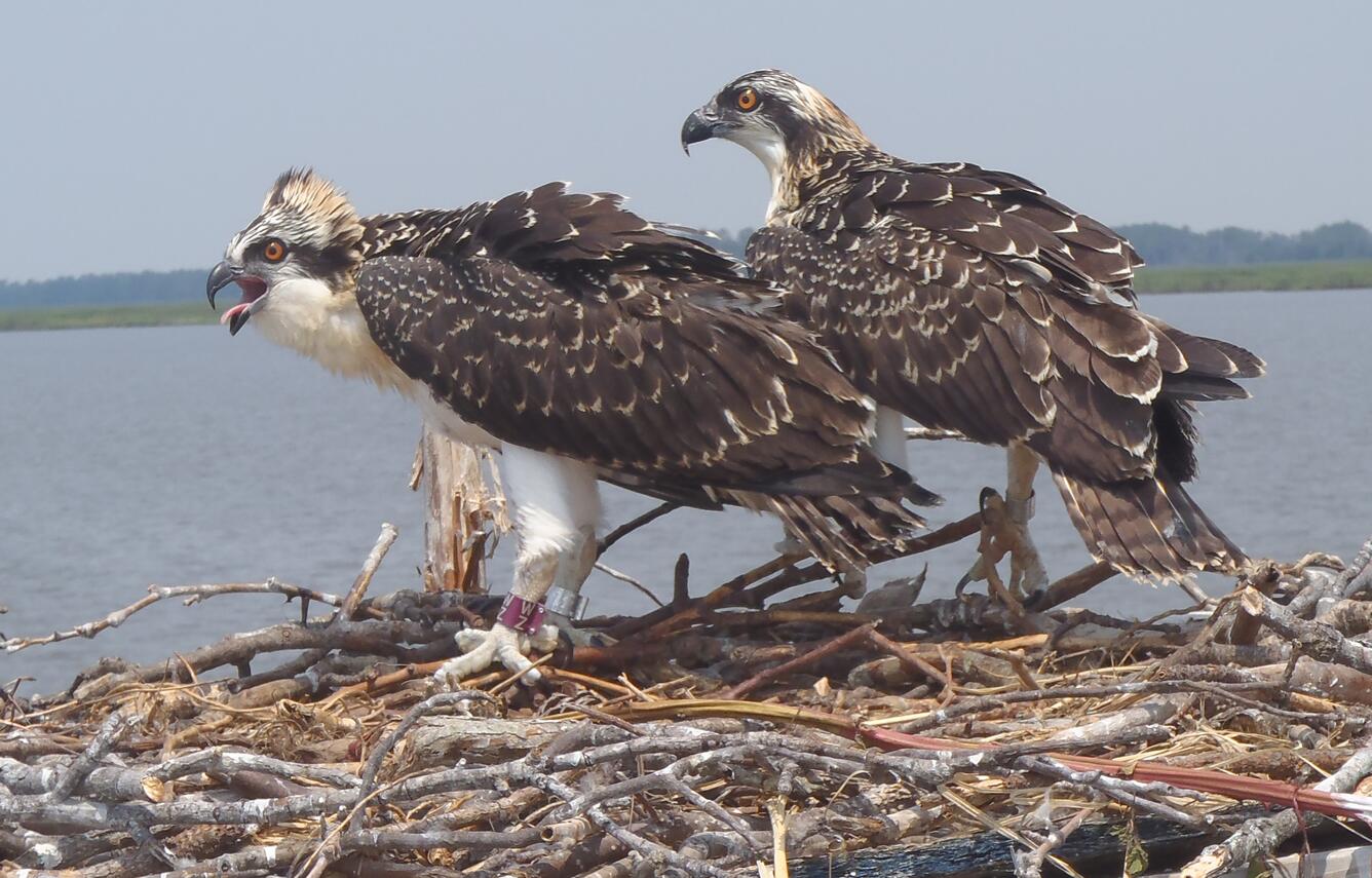 Osprey with bird bands in nest