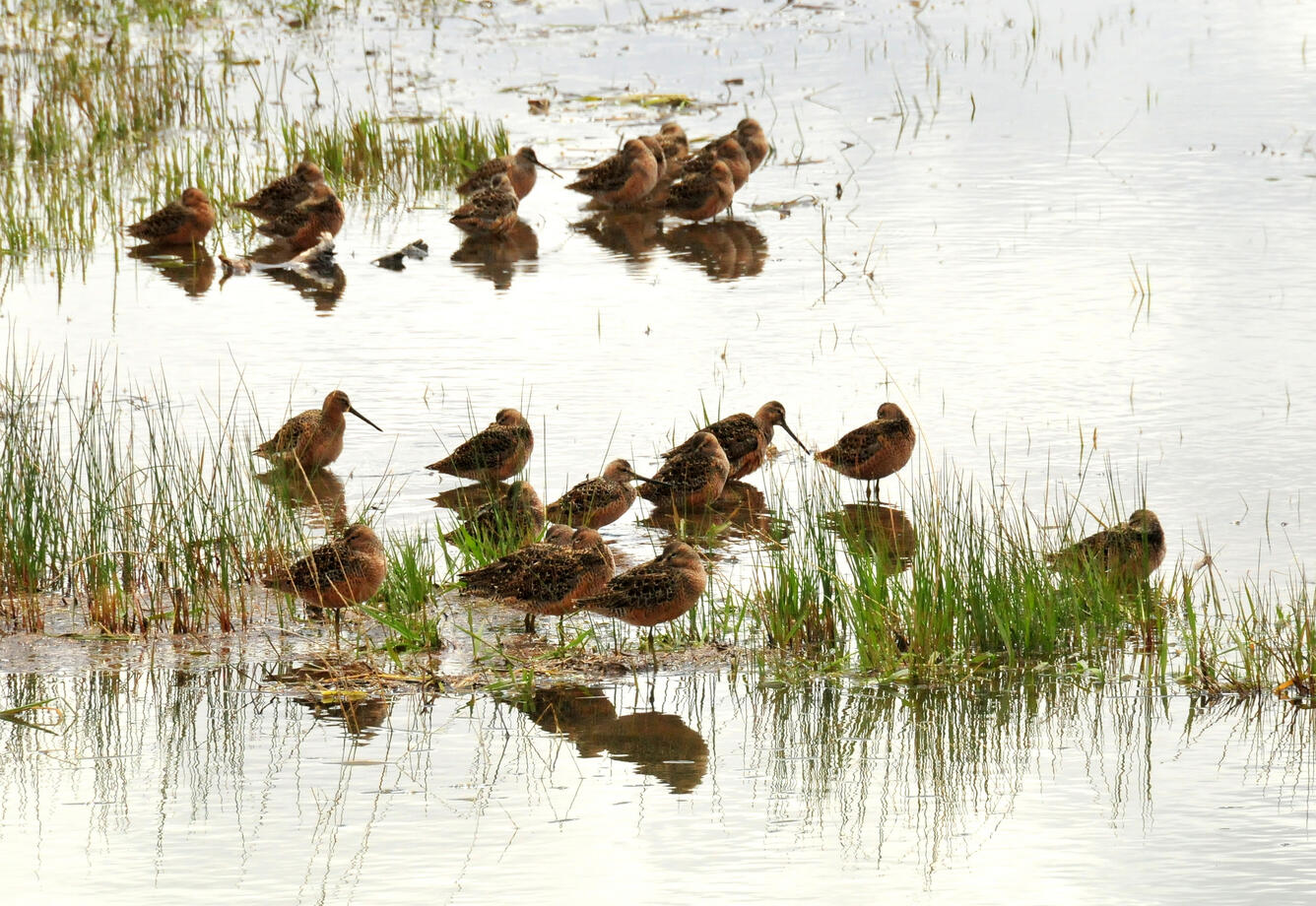 Long billed dowitchers