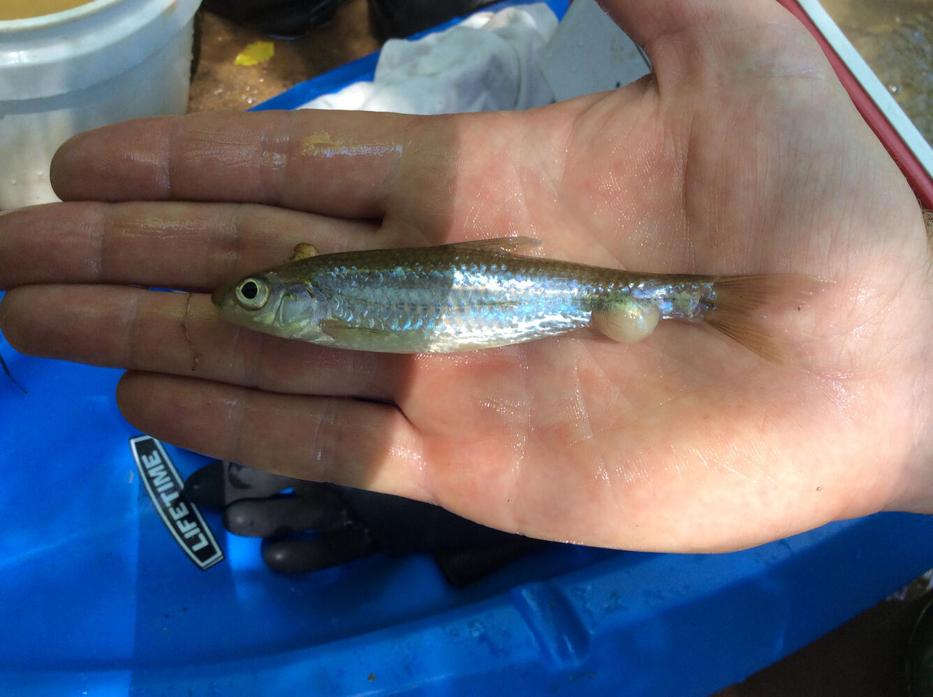 Tumor on fish examined during SESQA ecological surveys