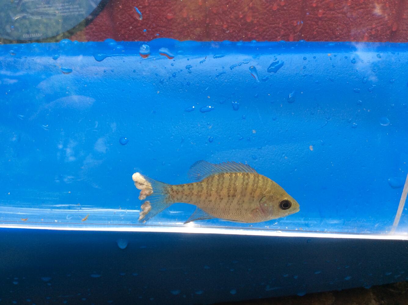 Fish with tumors on tail; collected during SESQA ecological surveys