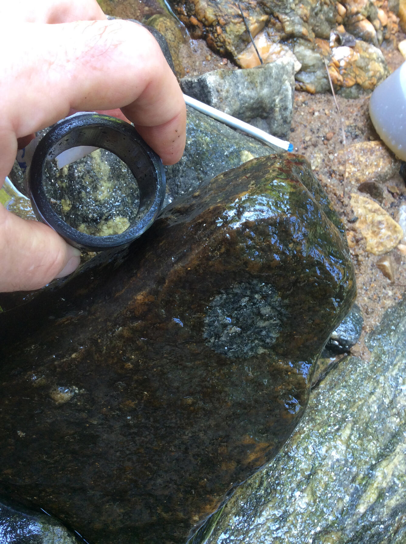 Sample collection during SESQA ecological survey