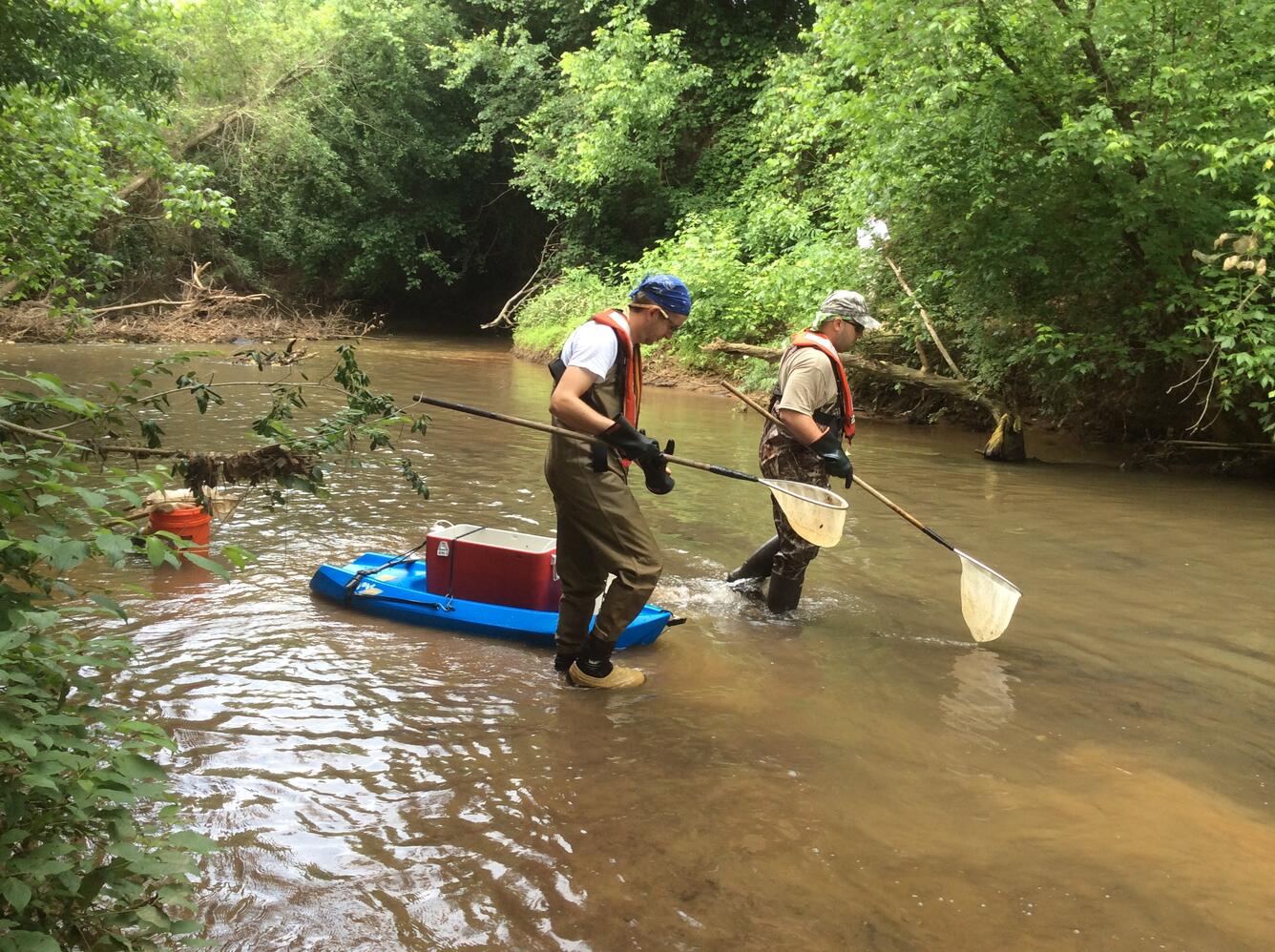 Fish sampling during SESQA ecological survey
