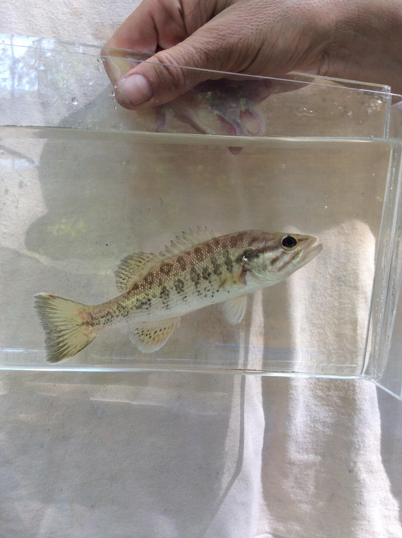 Fish identified during SESQA ecological survey