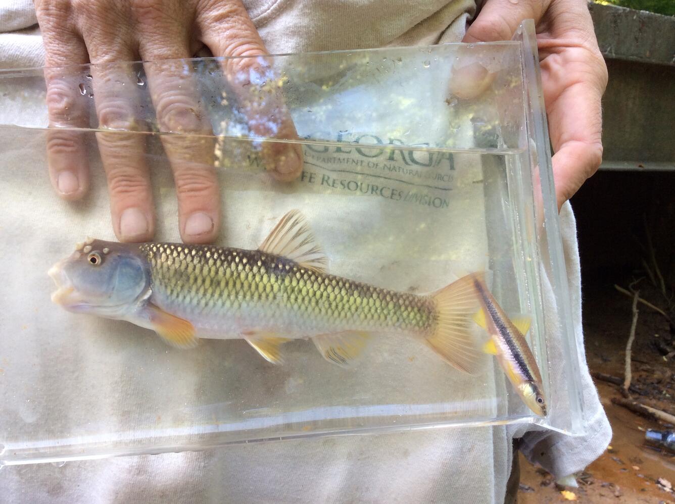 Fish identified during SESQA ecological survey