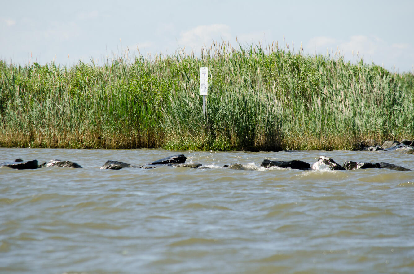Phragmites at the Eastern Neck National Wildlife Refuge, Md.