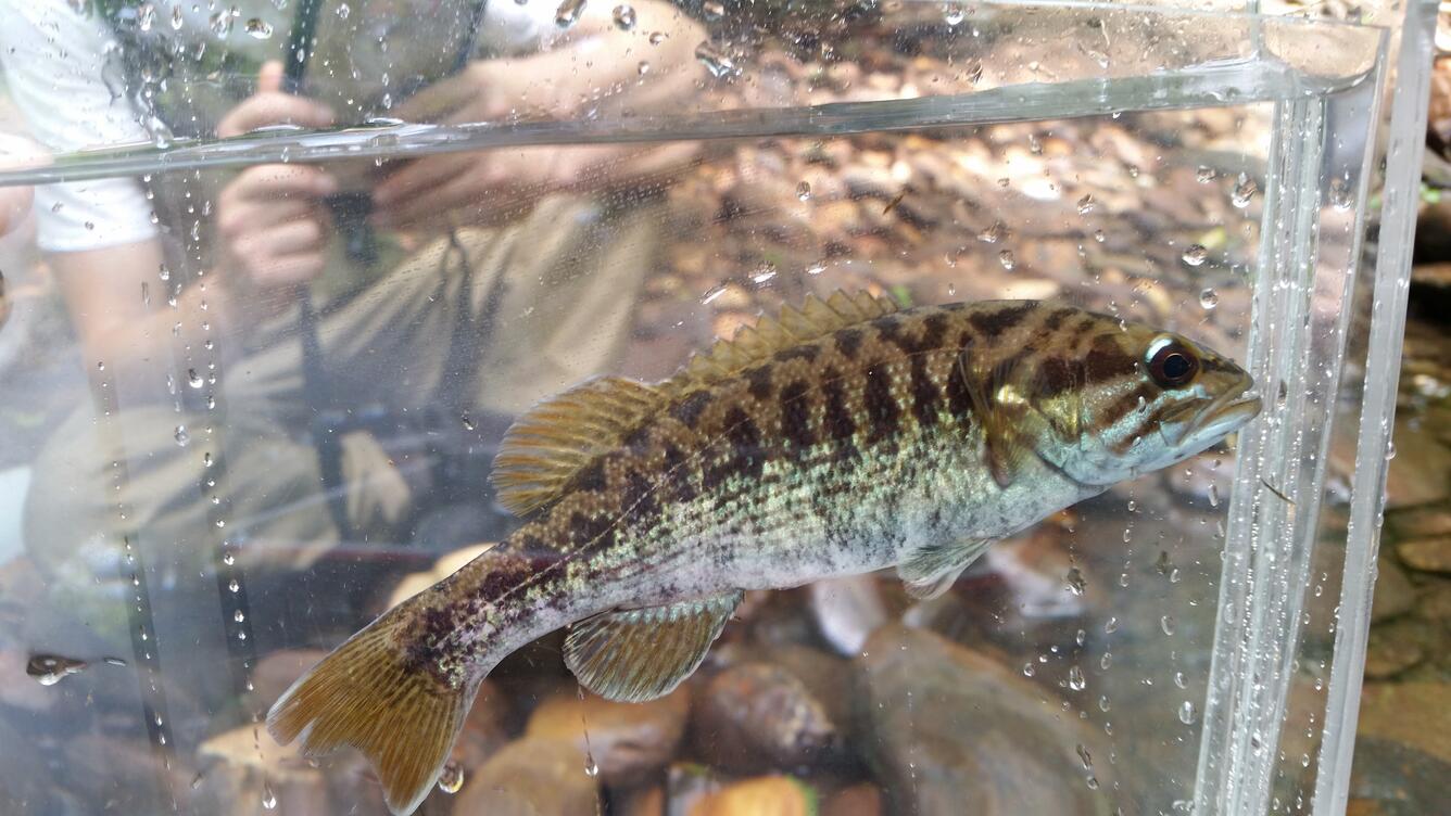Fish identified during SESQA ecological survey
