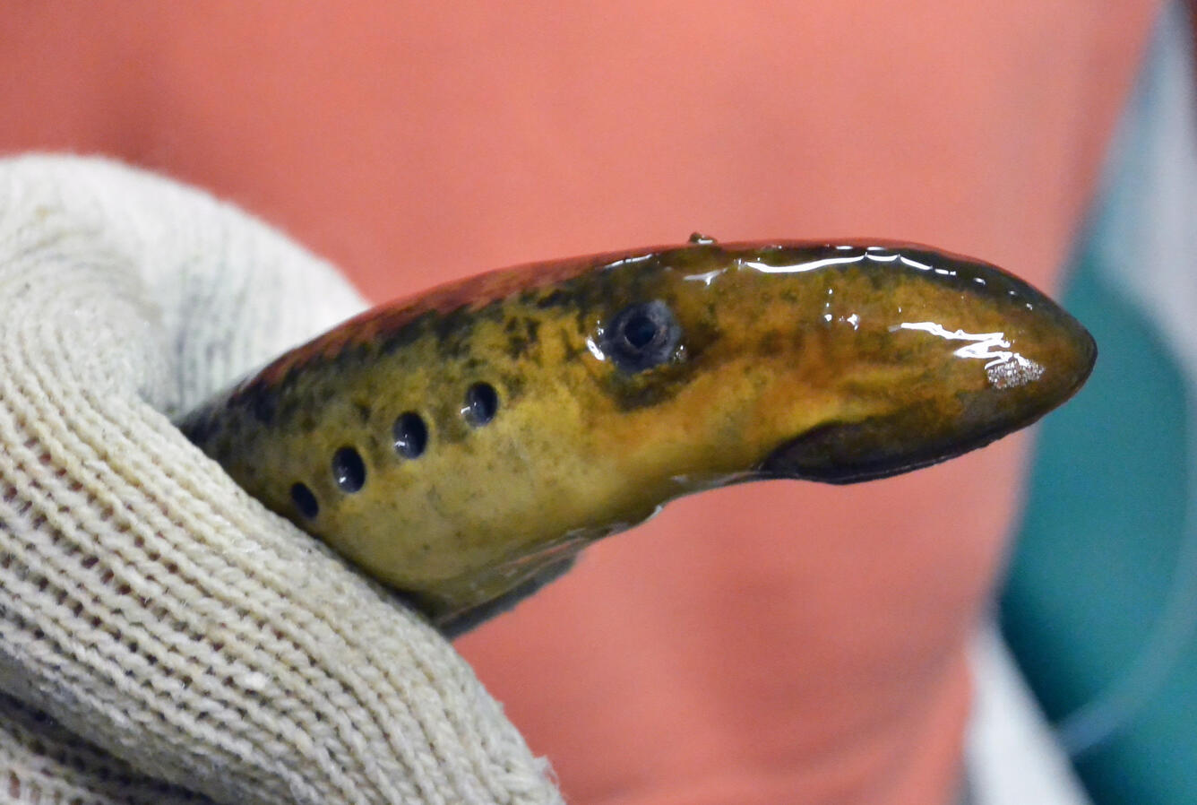 Up close view of a sea lamprey