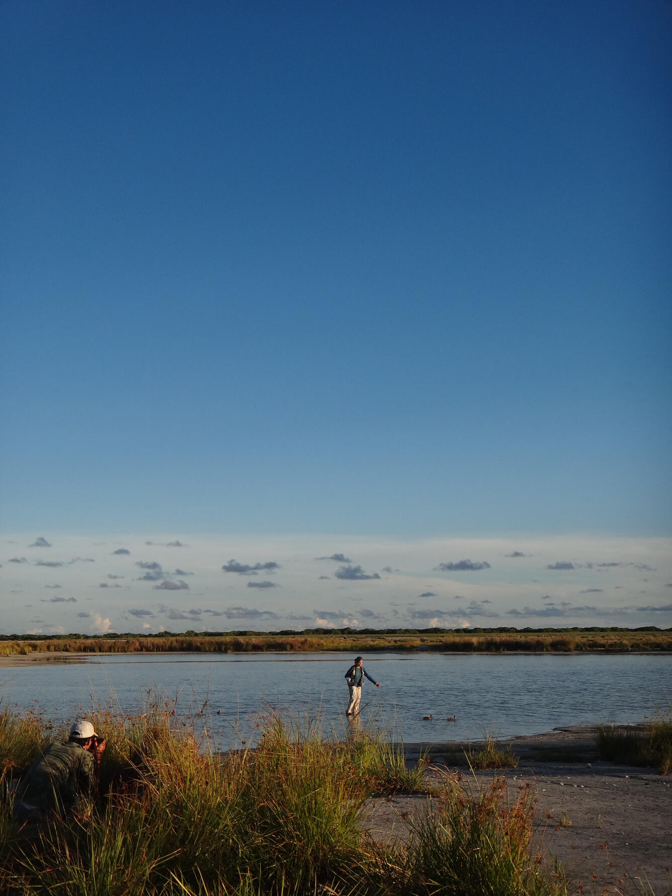Michelle Reynolds herds Laysan ducks into a trap on Midway Atoll