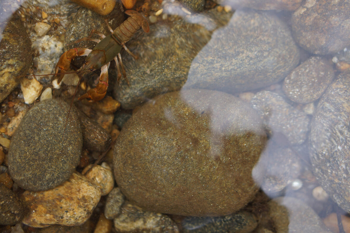Crayfish in the South Toe river
