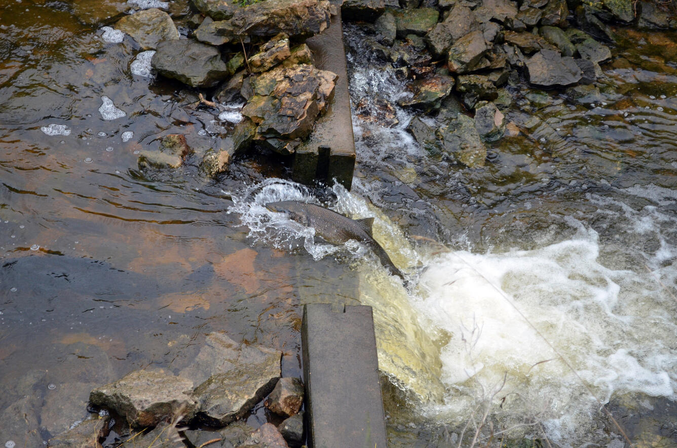 Climbing Chinook Salmon