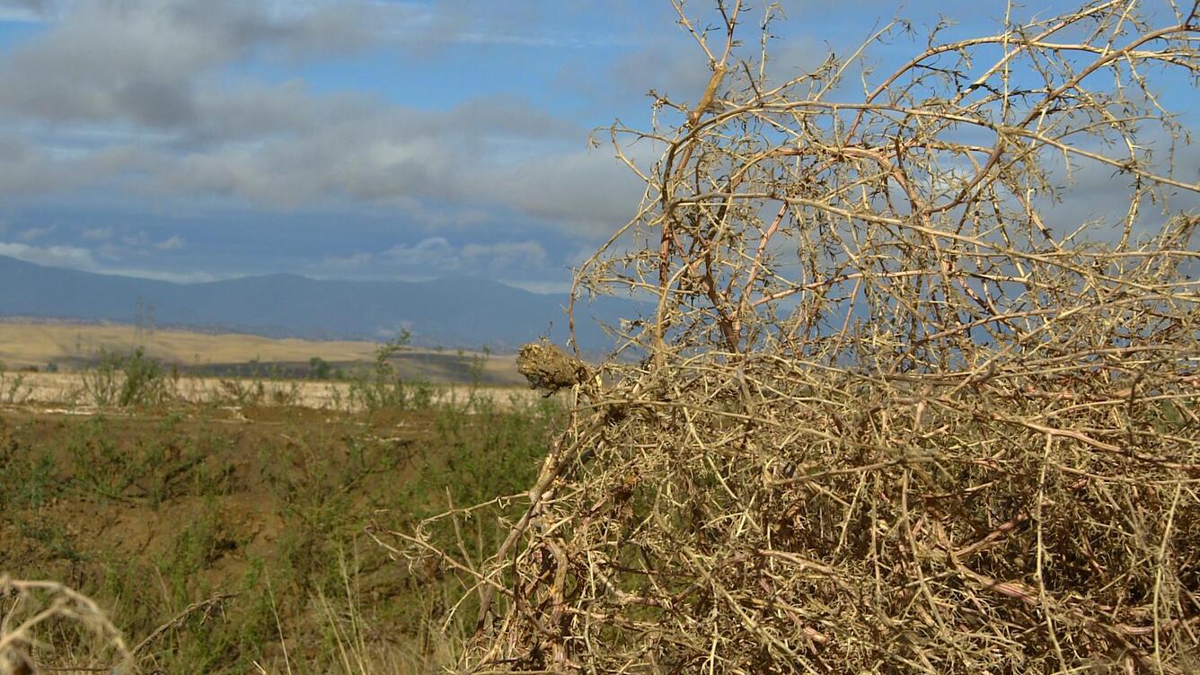 Drought damage to fields near Chico, CA
