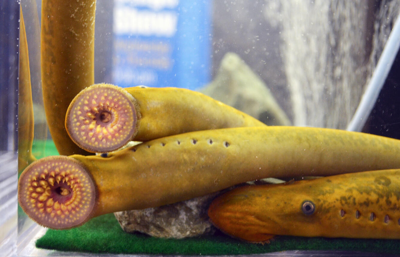 Sea Lampreys in a tank