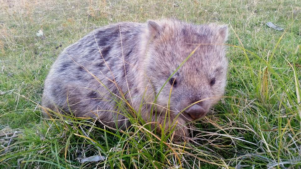 Wombat in grass