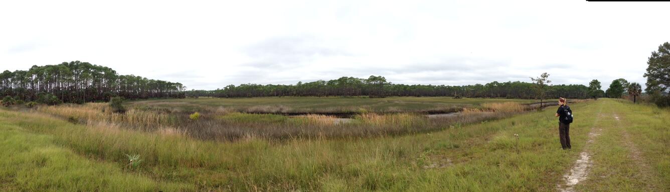 View of the Florida National Scenic trail, St. Marks National Wildlife Refuge